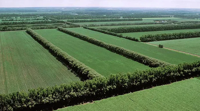 Mercado de terras agrícolas no Brasil passa por transformação com aumento da seletividade e avanço da agricultura