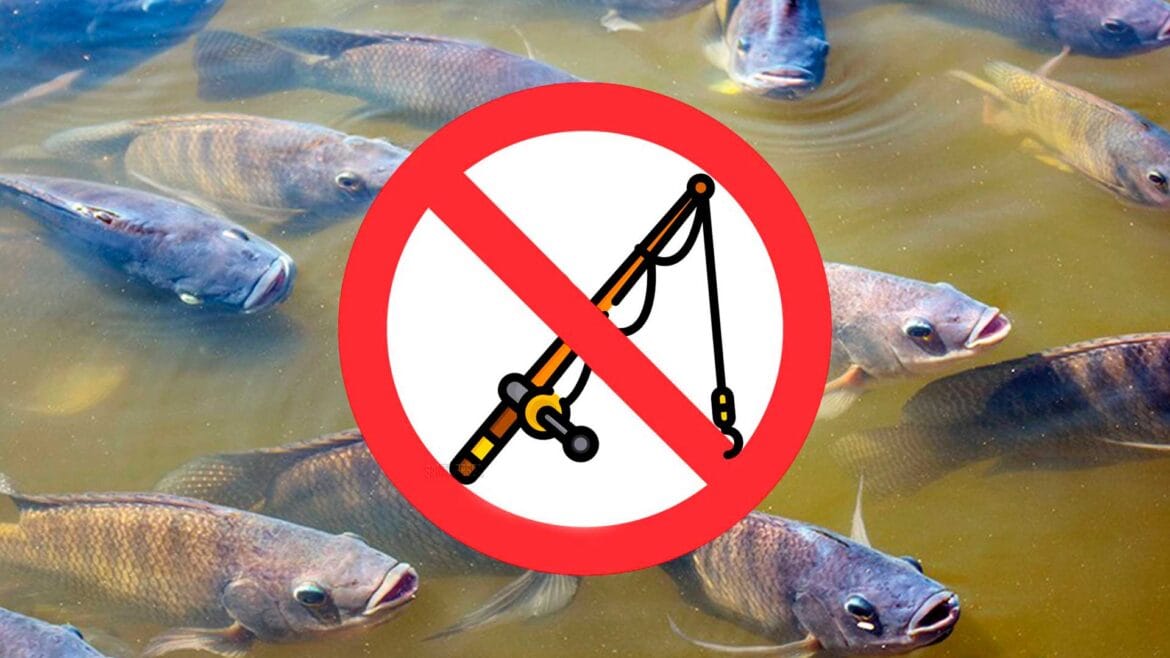 Restrições à pesca durante a piracema visam proteger espécies nativas