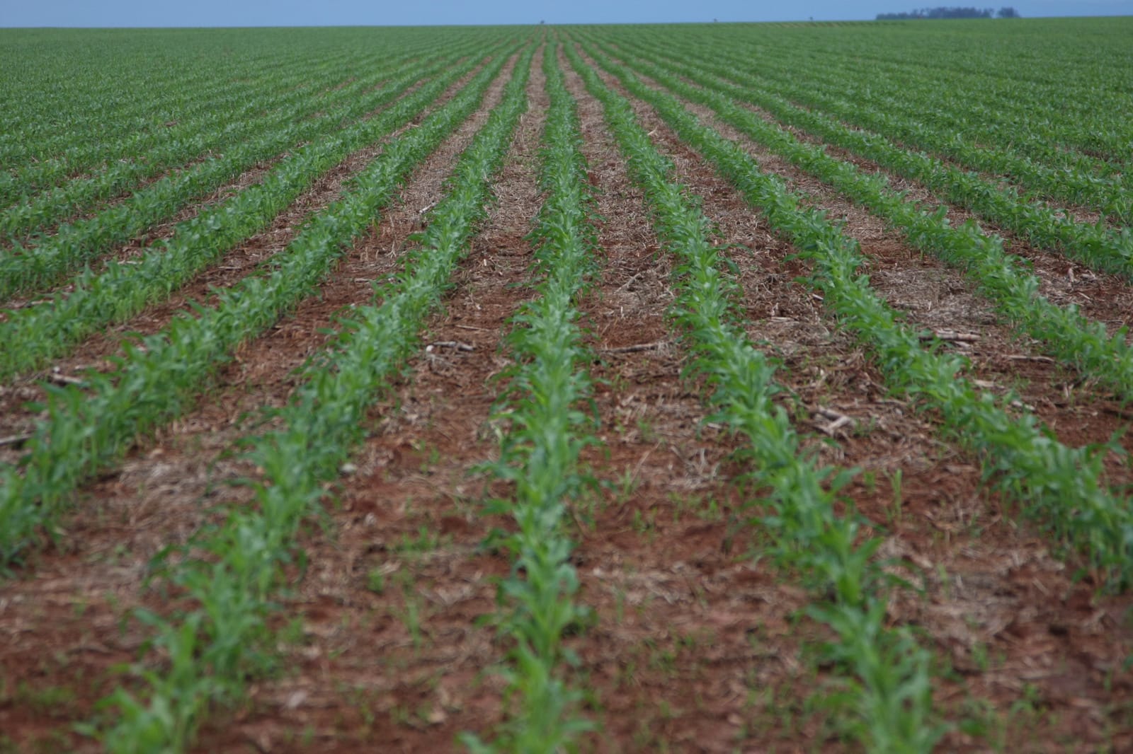 Mato Grosso Clima e Mercado 2024 percorre as quatro regiões do estado
