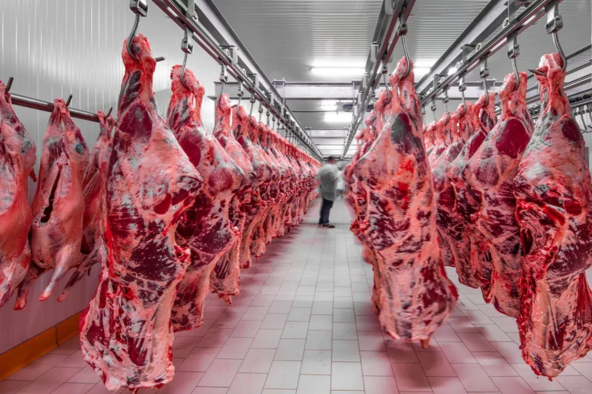 Exportação de carne bovina desacelera em dezembro, mas acumula crescimento