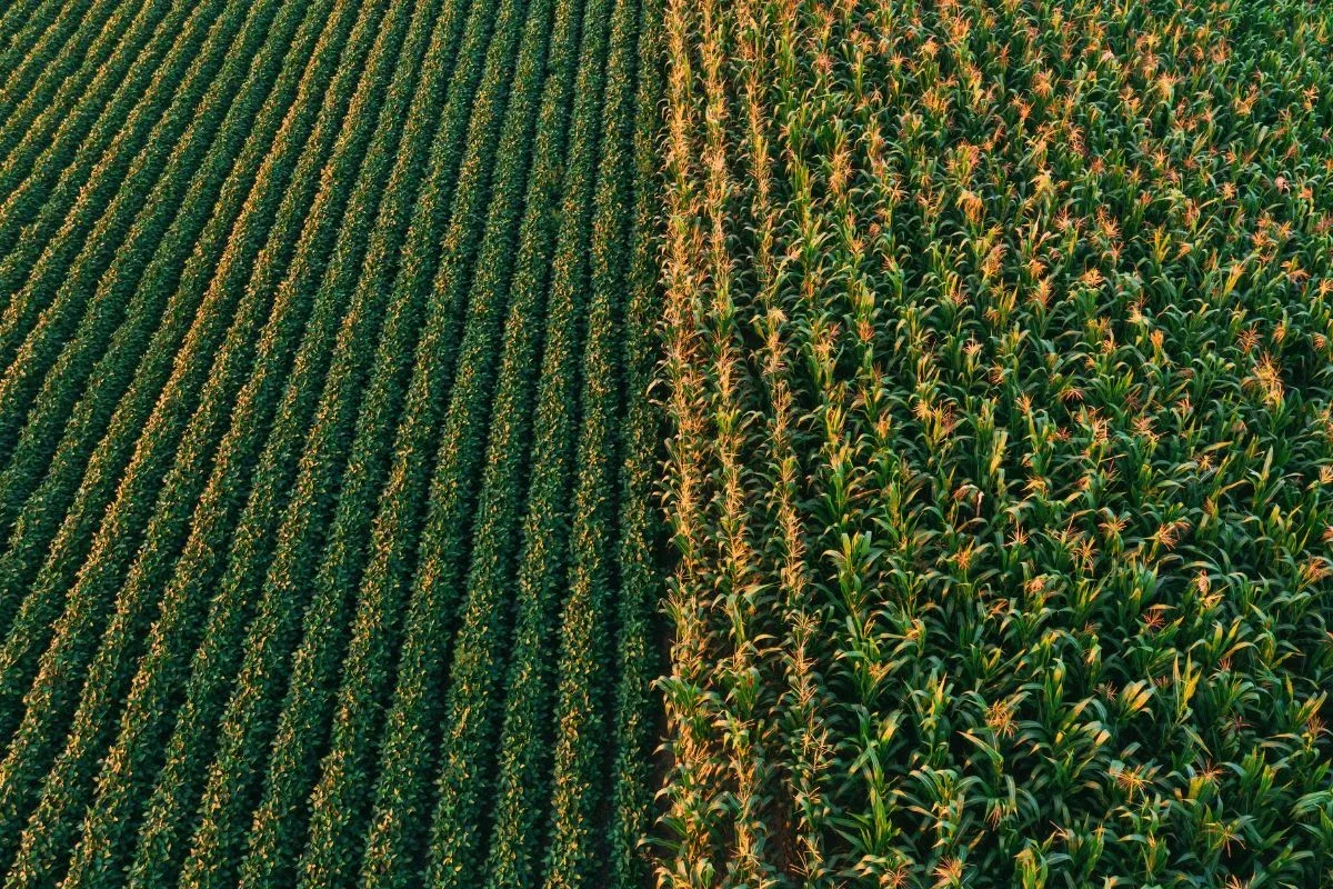 Conab prevê recorde na produção de grãos na safra 24/25. Soja deve atingir 166,21 milhões de toneladas