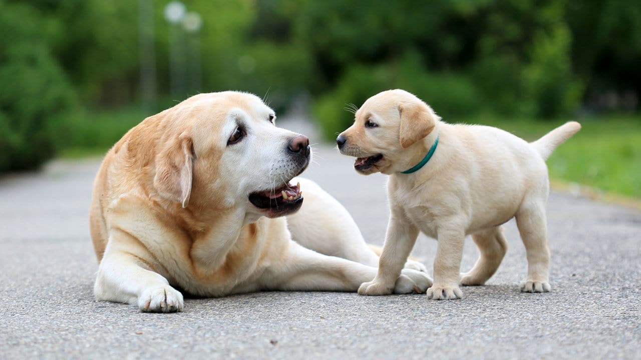 Cães e gatos domésticos terão direito a RG com cadastro nacional a partir de 2025; entenda