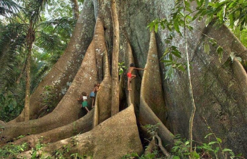 Empresa do filho do governador de MT derrubou “árvores da vida” na Amazônia