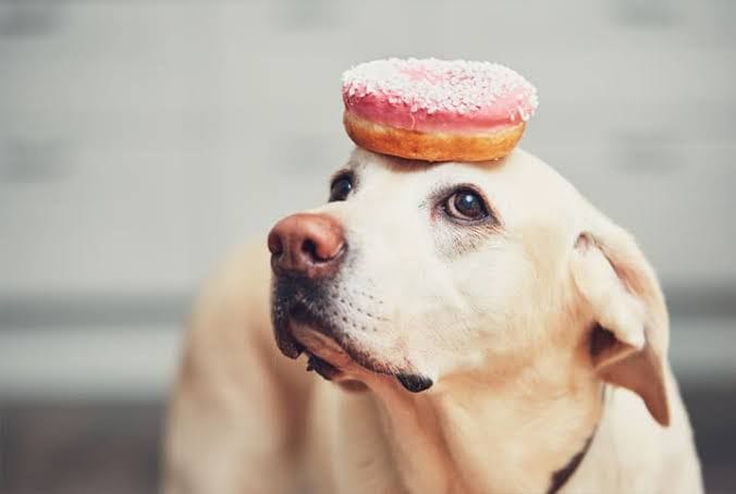 Universidade de Linköping revela: cães entram na terceira onda de domesticação