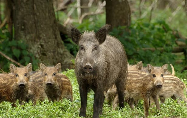 Avanço descontrolado dos javalis ameaça lavouras e pecuária no Brasil