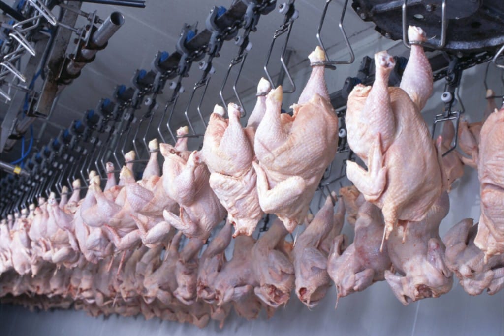 Carne de frango bate recorde em janeiro: 443 mil toneladas