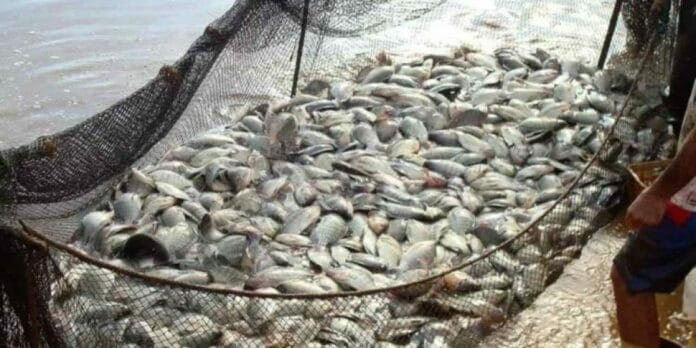 Paraná liderou o crescimento da produção de peixes em 2024