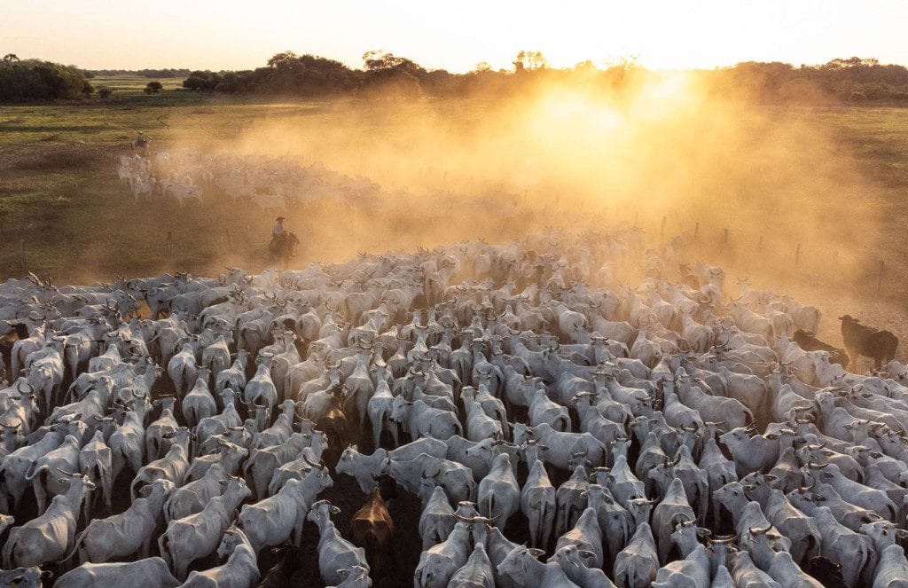 Infestação por berne causa bilhões em prejuízos à pecuária brasileira