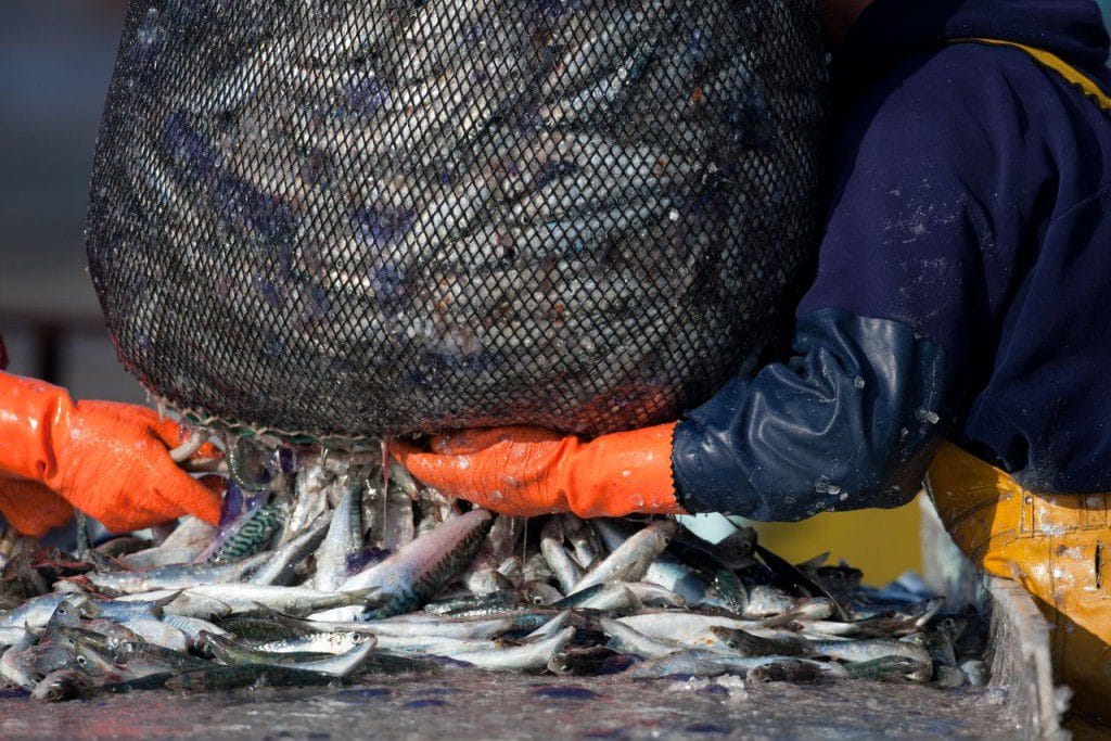 FPA critica isenção de imposto para importação de sardinhas