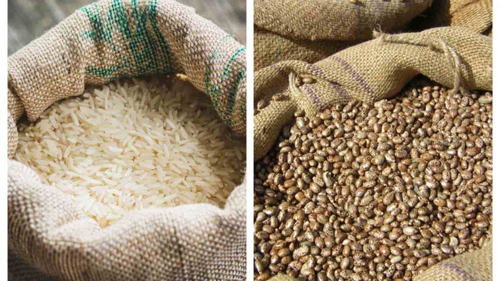 Consumo de arroz e feijão cai no Brasil e mudanças de hábito preocupam