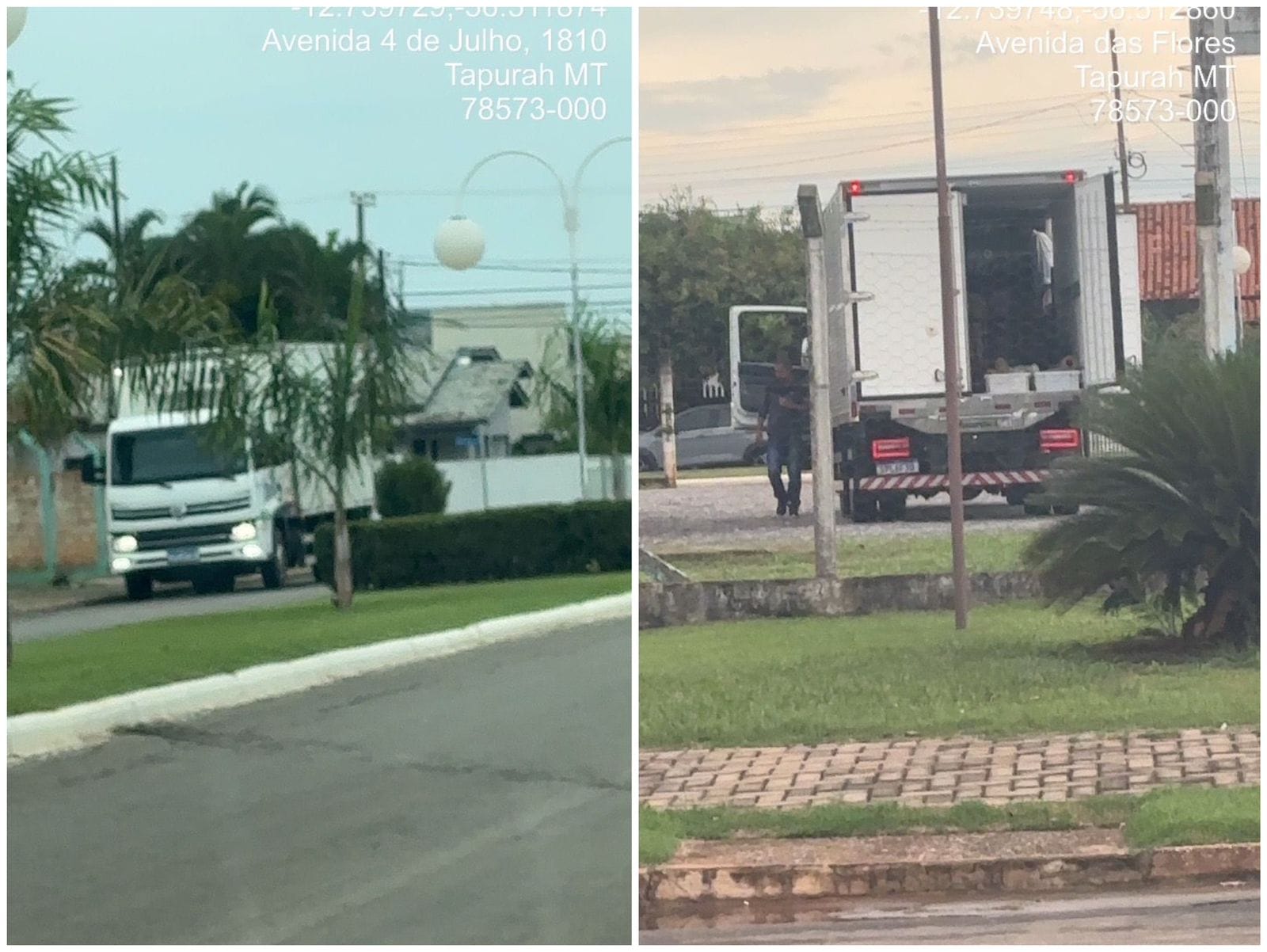 🔥 Serviço extra: buscar leitões em Nova Mutum