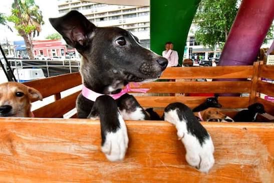 Prefeitura de Cuiabá corta R$ 1,5 milhão do orçamento do Bem-Estar Animal para 2026