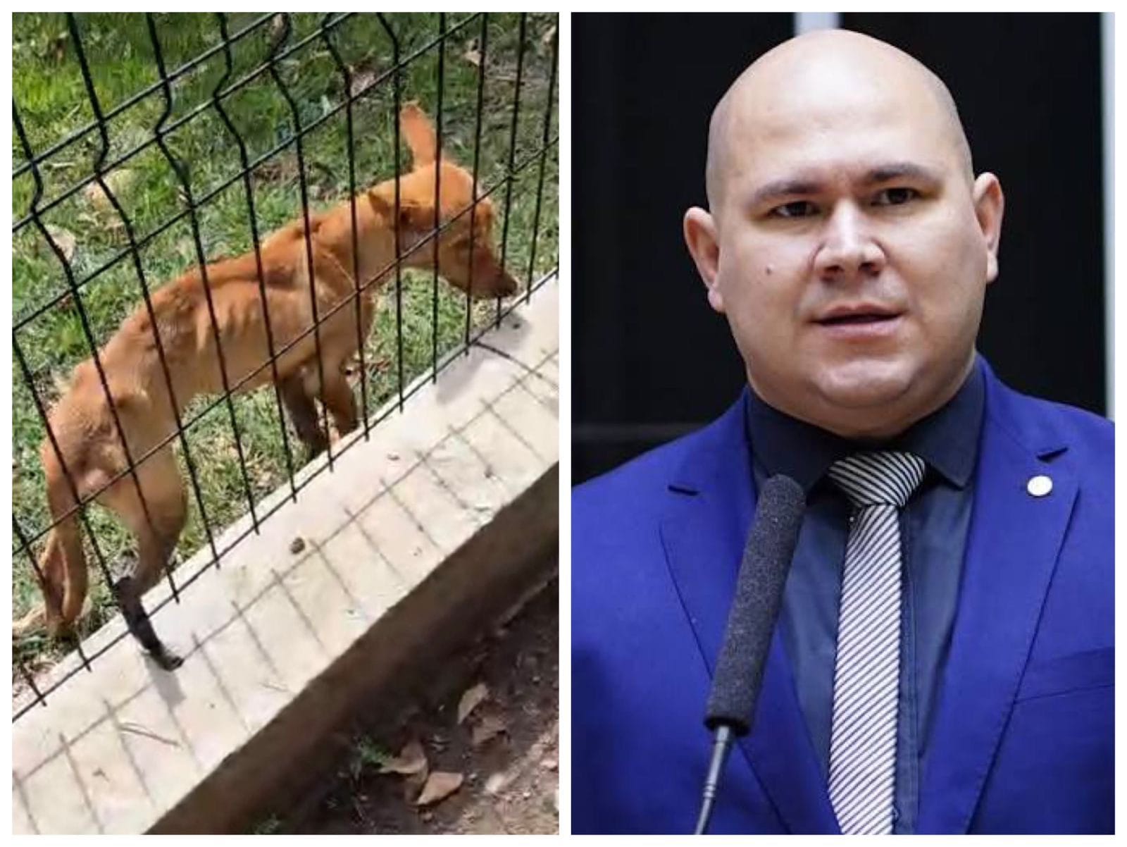 DENÚNCIA EXPLODE EM CUIABÁ: MAUS-TRATOS DENTRO DO CANIL MUNICIPAL GERAM POLÊMICA E CHAMADA DA POLÍCIA