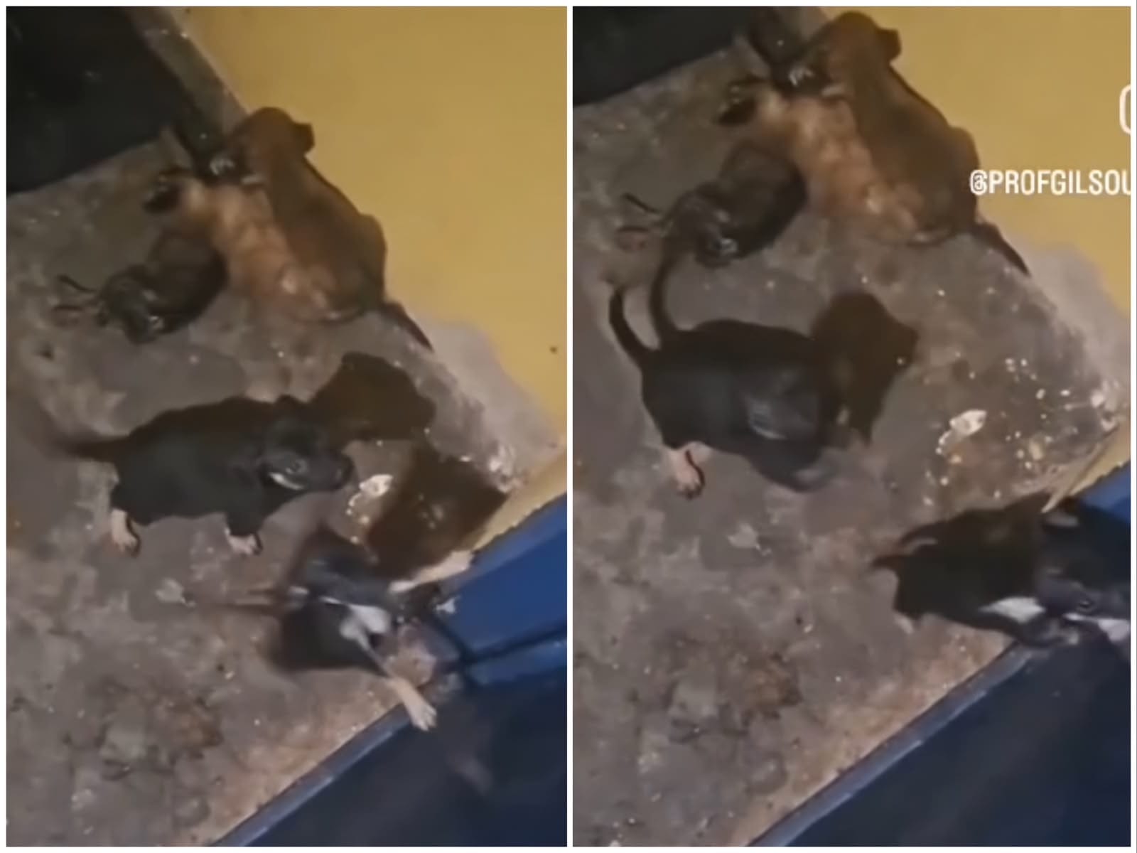 Cães mortos, doentes e passando fome expõem abandono no Bem-Estar Animal de Cuiabá