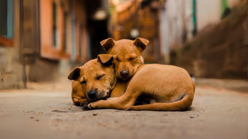 Enquanto Abilio cria polêmica com farmar aura, cães são achados mortos no Centro de Bem-Estar Animal