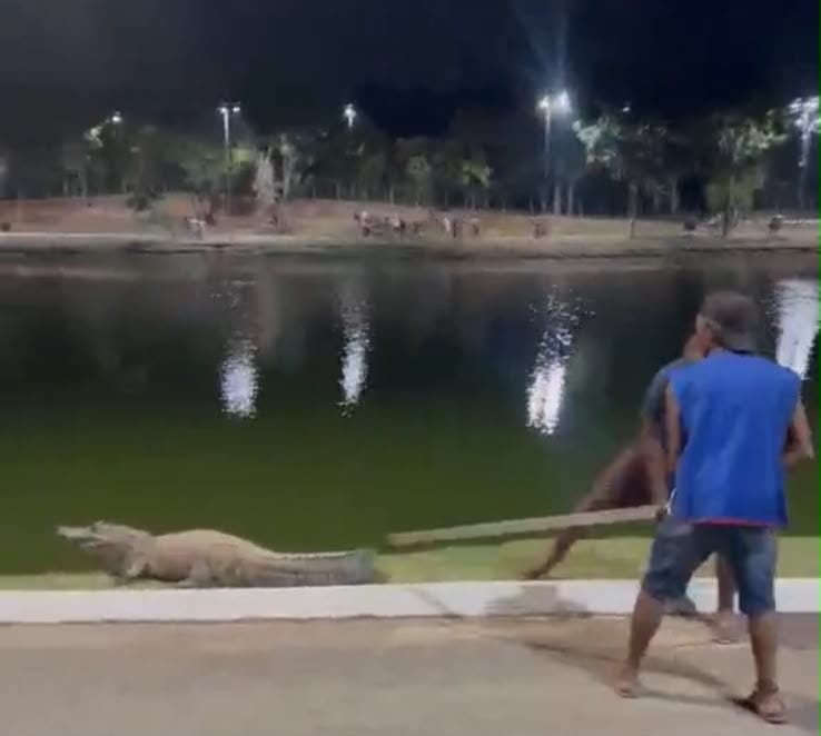 CADÊ A SEGURANÇA ? Abilio persegue “farmar aura”, mas deixa jacaré à mercê de vândalos no Parque das Águas
