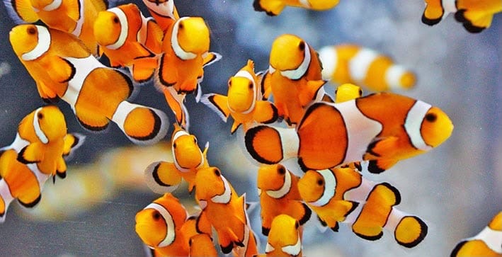 Leis abrem caminho para criação de peixes exóticos em áreas pesqueiras de MT