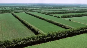 Mercado de terras agrícolas no Brasil passa por transformação com aumento da seletividade e avanço da agricultura