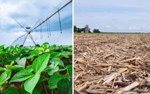 Brasil gigante: colheita 24/25 já começou, mas ainda falta chuva para o plantio