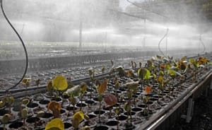 Tocantins projeta receber R$ 2,5 bilhões em créditos de carbono
