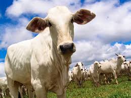 Exportação de carne bovina do Brasil desacelera em dezembro, mas acumula crescimento robusto em 2024