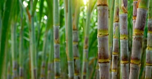 VBP agropecuário deve crescer 5,6% e atingir R$ 139,7 bilhões em 2024
