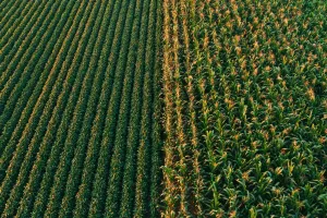 Conab prevê recorde na produção de grãos na safra 24/25. Soja deve atingir 166,21 milhões de toneladas