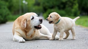 Cães e gatos domésticos terão direito a RG com cadastro nacional a partir de 2025; entenda