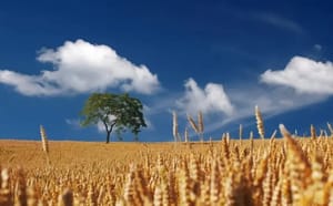 Seagro faz balanço positivo do agronegócio em 2024