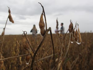 Aprosoja MT alerta para o atraso da colheita após 29 cidades decretarem situação de emergência por conta das chuvas