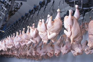 Carne de frango bate recorde em janeiro: 443 mil toneladas