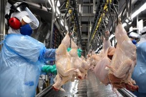 Gripe Aviária impulsiona exportações brasileiras de carne de frango