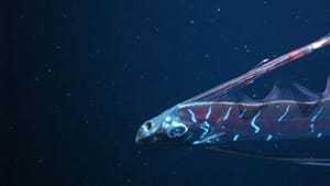 O que é o “peixe-do-juízo-final” e por que tem esse nome?
