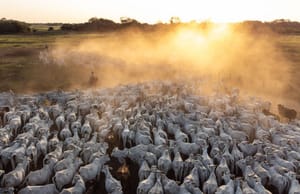 Infestação por berne causa bilhões em prejuízos à pecuária brasileira