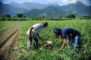 Suspensão de crédito no Plano Safra impacta pequenos produtores