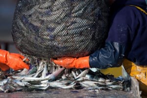 FPA critica isenção de imposto para importação de sardinhas