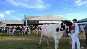 Fenasul Expoleite 2025 tem expectativa de superar 100 mil visitantes