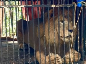 RETROCESSO? Mato Grosso pode se tornar o único estado do Brasil a liberar animais em circos