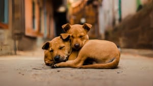 Enquanto Abilio cria polêmica com farmar aura, cães são achados mortos no Centro de Bem-Estar Animal