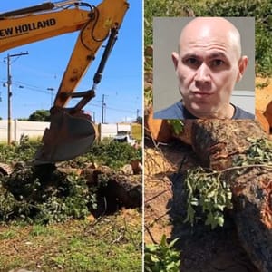 ARROGÂNCIA Justiça freia Abilio após prefeito desafiar MP e dizer que obra não pararia “por causa de uma árvore”