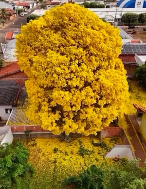 EM TANGARÁ DA SERRA Ipê-amarelo em plena florada encanta moradores e viraliza em MT
