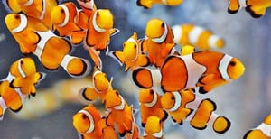 Leis abrem caminho para criação de peixes exóticos em áreas pesqueiras de MT