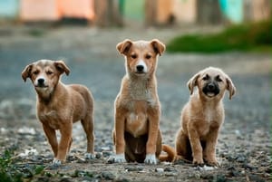 Quase dois anos de gestão, Abilio segue sem hospital veterinário e Prefeitura admite abrigo superlotado